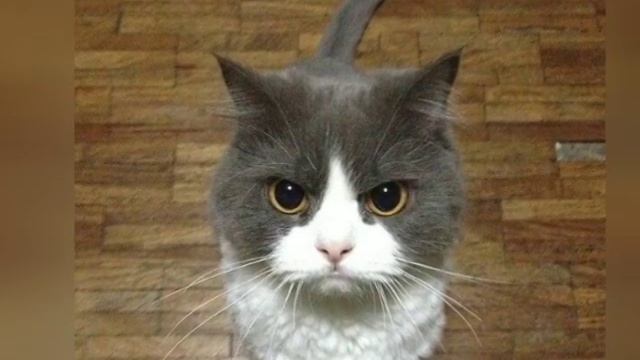 30 прикольных картинок про котов смотреть онлайн