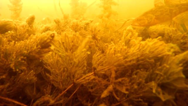 Зимняя рыбалка на ротана / подводные съемки смотреть онлайн