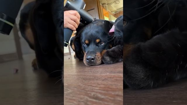 Массажика вам с утра? на Веню прям водопад любви свалился? доброе утро!
Good morning ☺️ relax Sund смотреть онлайн