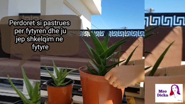 ALOE VERA | PERFITIMET E SAJ | Si pastrohet | Si te kujdesemi per lulet | How to clean Aloe Vera | смотреть онлайн