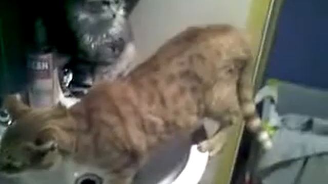 Кошки пытаются помыться без воды смотреть онлайн