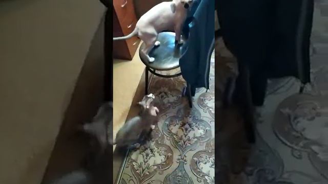 Сфинкс Ирис смотреть онлайн
