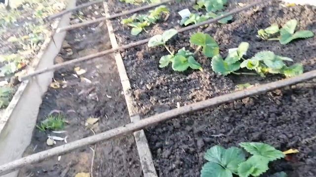 Огромноплодные сорта клубники. смотреть онлайн