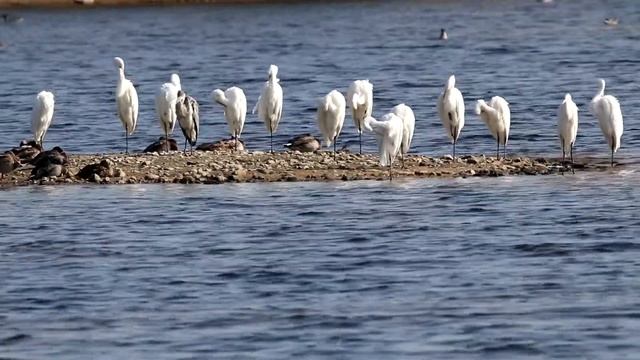 Белые цапли на острове. Egretta alba. Птицы Беларуси. смотреть онлайн