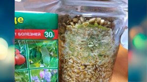 ТРИХОДЕРМА. Выращивание  на перловой крупе  УДАЧНЫЙ РЕЗУЛЬТАТ