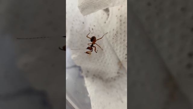 Mantis is eating thermobia смотреть онлайн