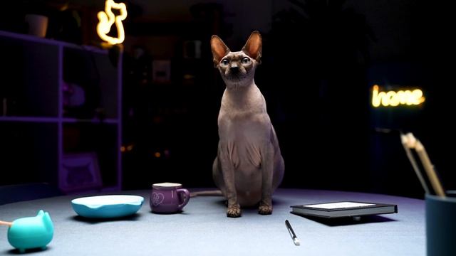 АСМРРР | Выпуск 3: кот-медбрат, кошка с двумя носами и авторская программа тренировок смотреть онлайн