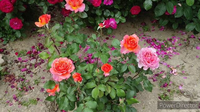 Троянда Альбрехт Дюрер (Albrecht Durer)