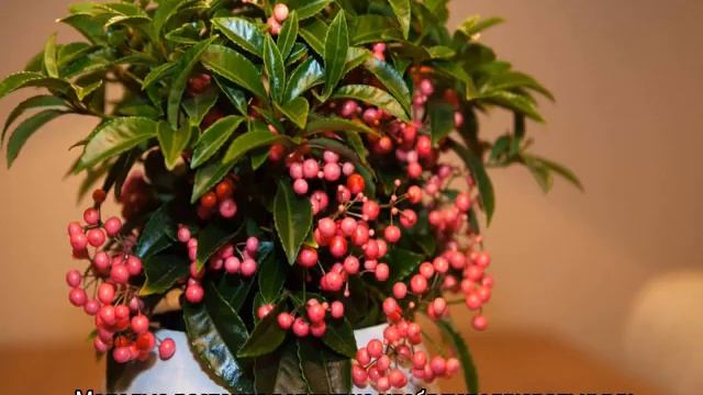 Ардизия — уход в домашних условиях, размножение и виды смотреть онлайн