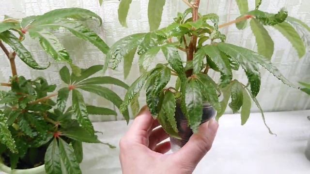 Бегонии luxurians для Марины. смотреть онлайн