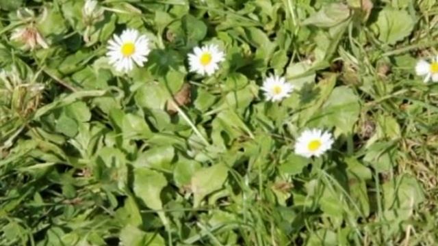 Allelopathy, Weeds and Allelopathy Potentiality смотреть онлайн