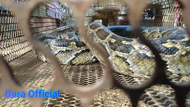 African Rock Python Tries To Enter Home,Snake Trying To Enter The Home,PeopleCaptured and Released смотреть онлайн