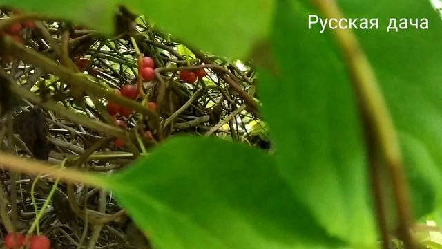 Лимонник Дальневосточный. В чем состоит его польза. смотреть онлайн