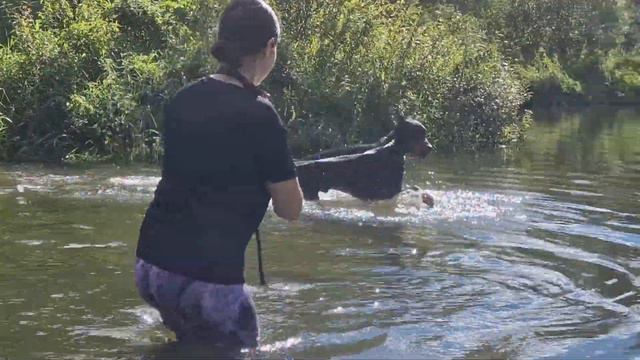 Догтренинг 638. Урок в реке: отработка чёткого и быстрого управления в водной среде. смотреть онлайн