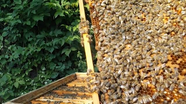 Пчелы не роятся! смотреть онлайн