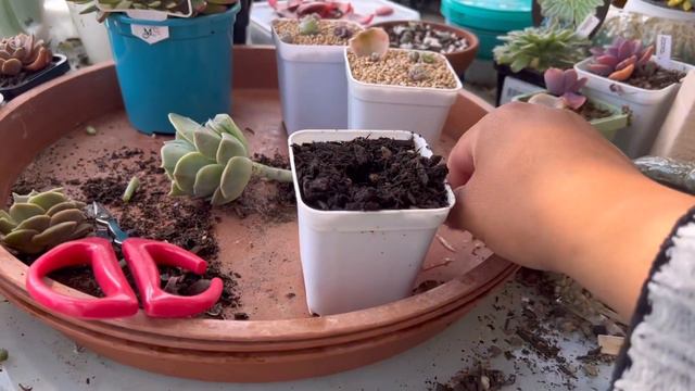Succulent Leaf Propagation and when to repot leaf babies смотреть онлайн
