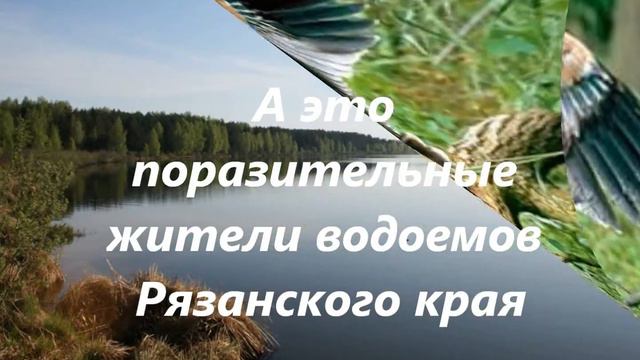 Буктрейлер смотреть онлайн