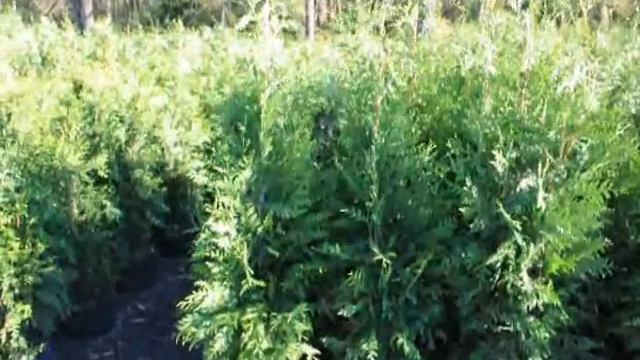 Suggested Plant Selections .... Abelia A Great Year round Shrub AAA смотреть онлайн
