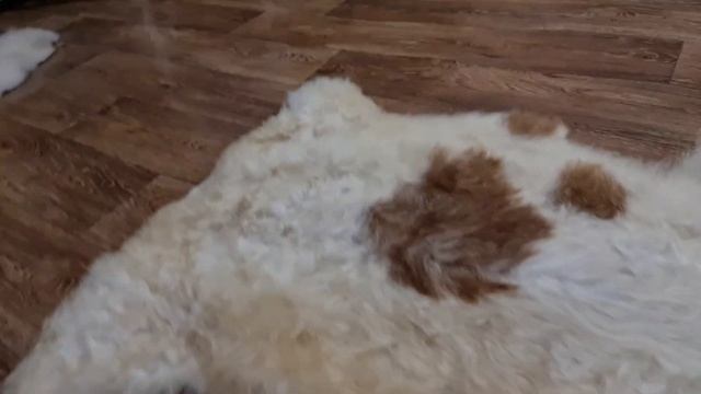 ОВЕЧЬЯ ШКУРА ЗОЛОТИСТАЯ С РЫЖИМИ ПЯТНАМИ (КОД: 4607) смотреть онлайн