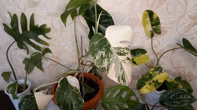 Возвращаем вариегатность филодендрону Бурле маркс, монстера Альба и другие..... смотреть онлайн