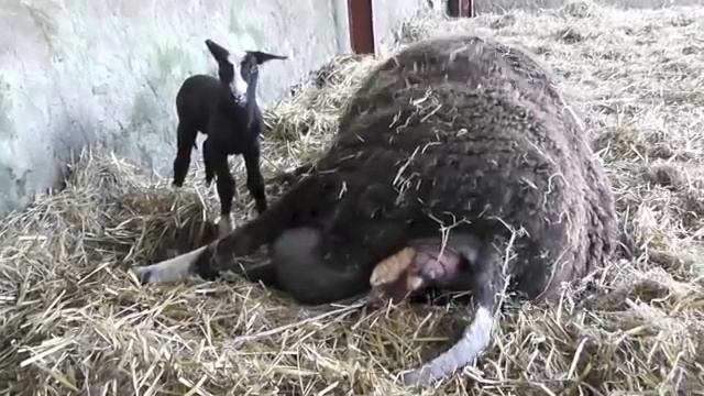 Zwartbles Lambing смотреть онлайн