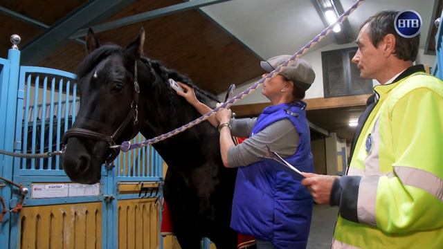 ВТВ - Работа ветврача в конюшне смотреть онлайн