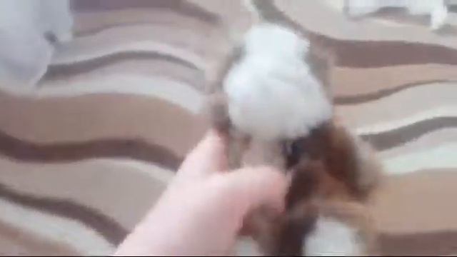 Видео не будет по техническим причинам ич не знаю сколько дней извинение перед подписчиками смотреть онлайн