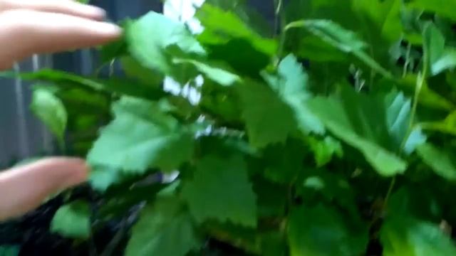 Платаны смотреть онлайн