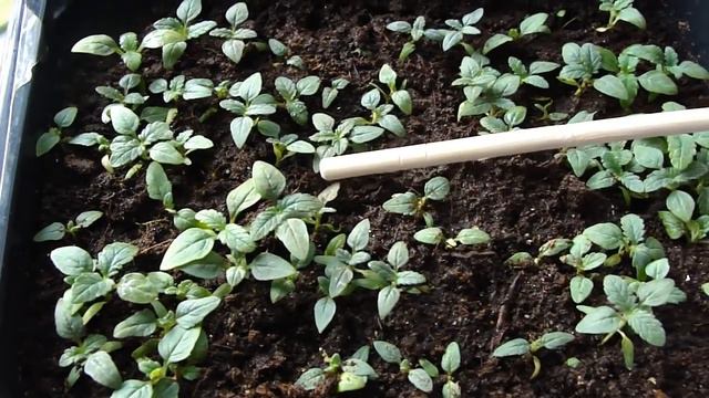 ВЕРБЕНА. РАССАДЕ 1 МЕСЯЦ. СЕЗОН 2019. смотреть онлайн