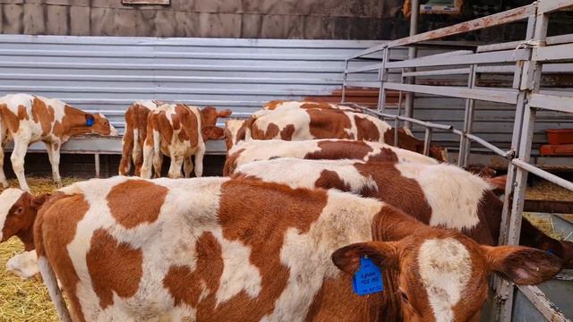 Бычки в Лихой смотреть онлайн