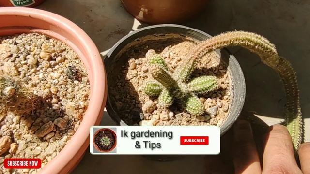 Part 2 || Echinopsis Chamaecereus And Mammillaria Prolifera Baby Cactus Propagation