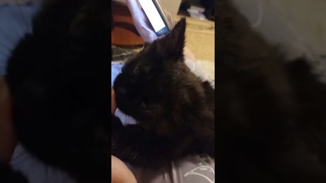 кошка нашла палец смотреть онлайн