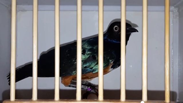 Содержание птиц в домашних условиях (2часть) смотреть онлайн