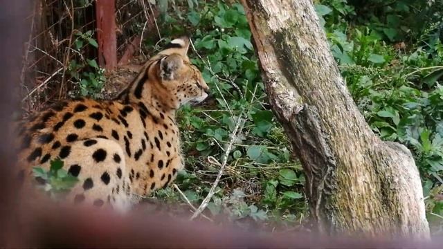 Пантера украшает собой осень, и остальные коты тоже стараются смотреть онлайн