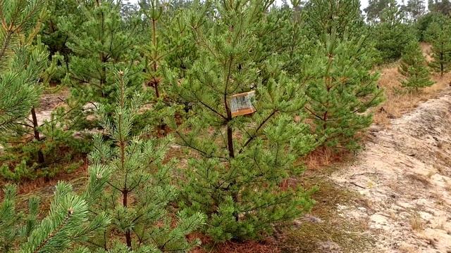 Ловля певчих птиц 2020. Очередной синичий день. смотреть онлайн