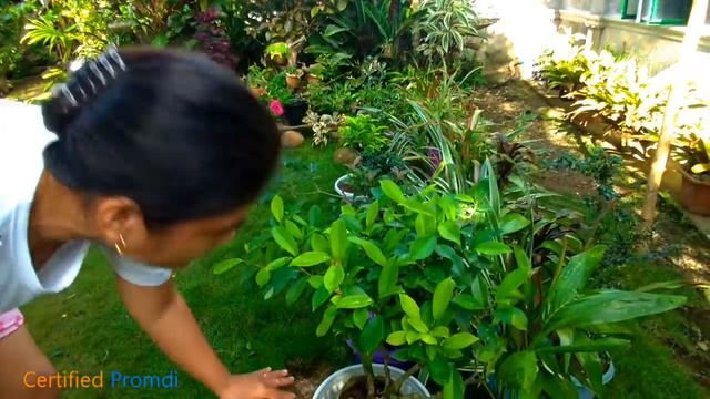 SPECTACULAR CROTON PLANT GARDEN WITH PLANTITA MOTHER смотреть онлайн