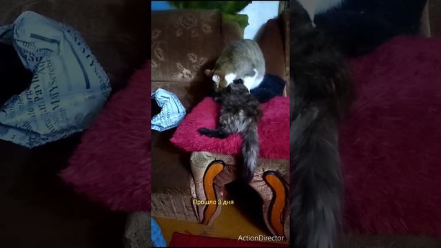 Три стадии привыкания👍🙏🐈 смотреть онлайн