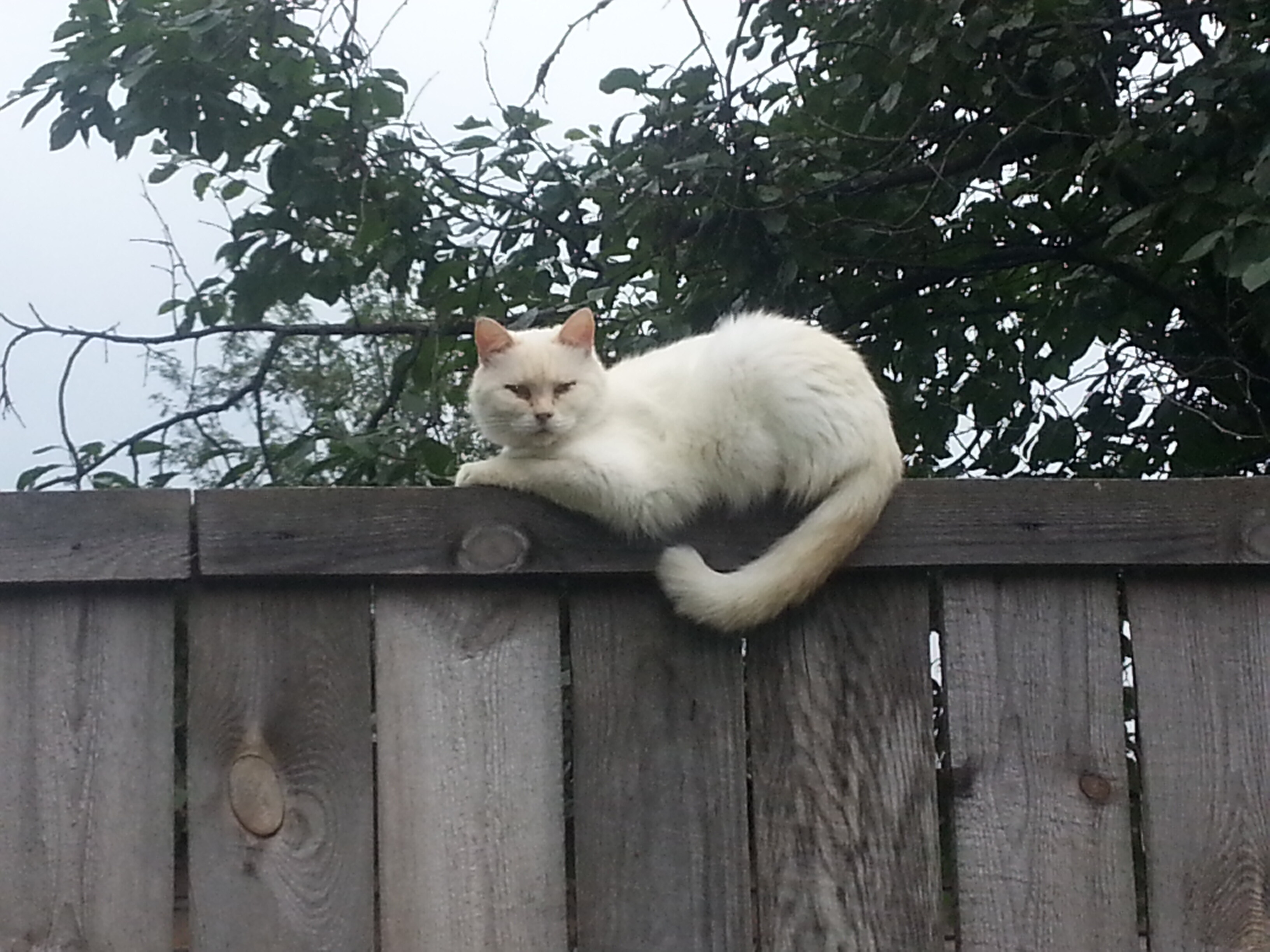 Кошачья нирвана смотреть онлайн