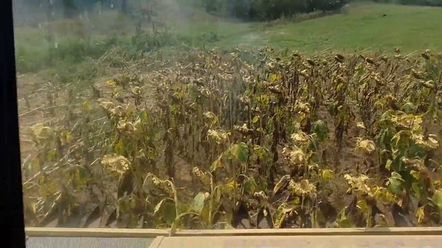 Первая уборка подсолнечника по классической системе земледелия.Юг Украины смотреть онлайн