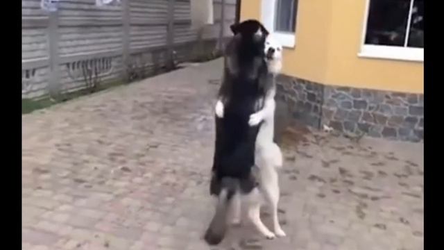 СОБАКИ ТАНЦУЮТ САЛЬСУ смотреть онлайн