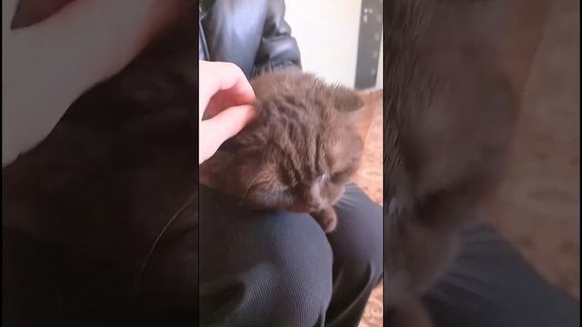 Благодарный отзыв о лечении МАРУСИ ветеринару ЛилииVID20230407123058 3