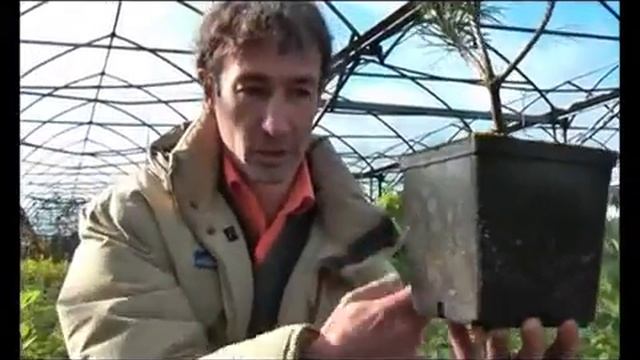 Хвойные деревья