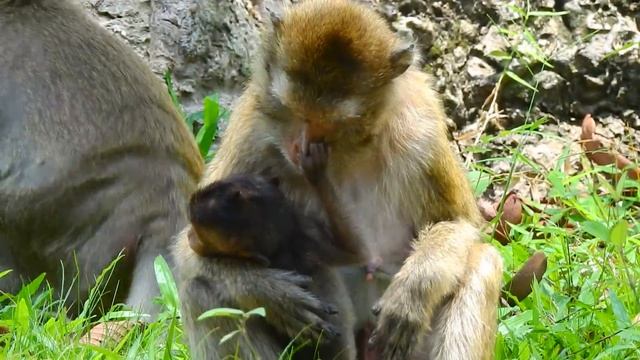 Great! Finally Amari meet her baby Lori again | Happy to see Amari run to hug baby|Monkey Daily 765 смотреть онлайн