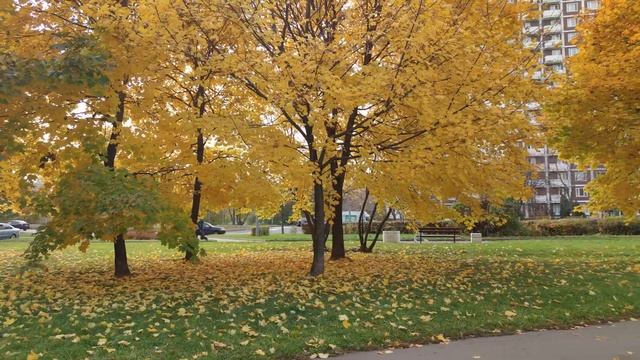 Осень наступила. смотреть онлайн