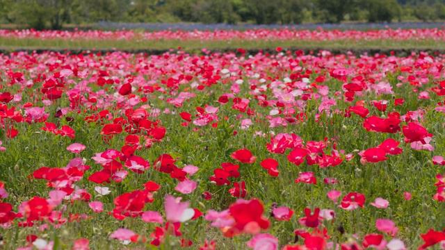 Весеннее настроение!!! Очень красивая музыка и потрясающие весенние пейзажи! смотреть онлайн