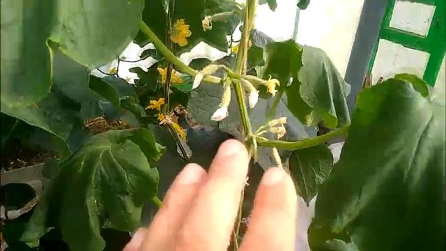 Обман на продаже семян.. смотреть онлайн
