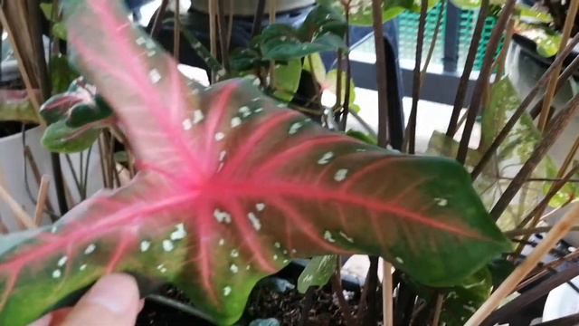 Keladi Caladium Tapestry, Red Star