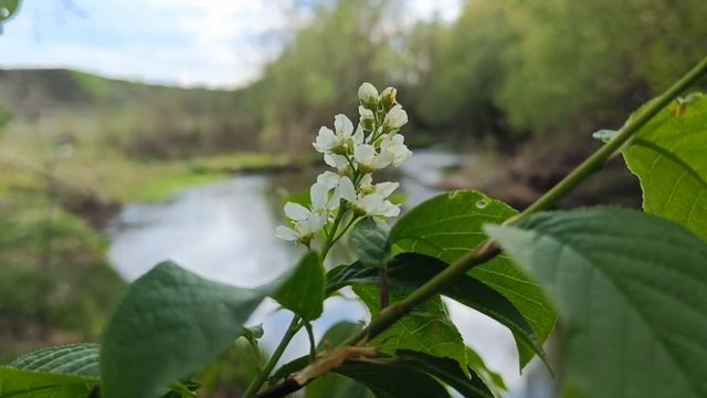 Разведка на ГОЛАВЛЯ !!! Ловля на ВОБЛЕРЫ !!! Рыбалка на красивой речке !!! смотреть онлайн