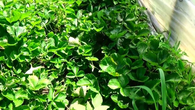 Самые первые наши действия на грядке клубники после уборки ягод! смотреть онлайн