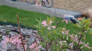 ОБРЕЗКА РОДОДЕНДРОНА